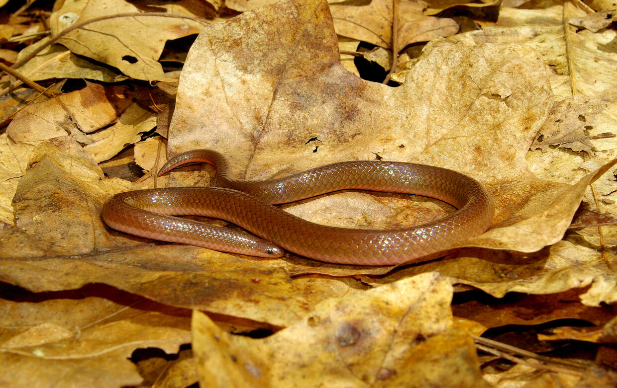 Learn about eastern wormsnakes Mass.gov